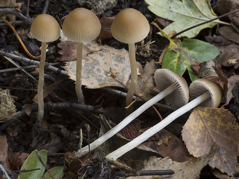 Psathyrella corrugis